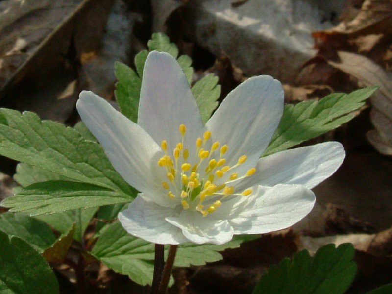 Anemonoides  nemorosa / Anemone bianca